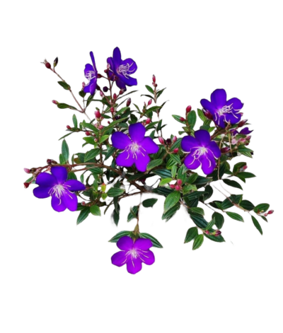 Princess Flower - Pleroma urvilleanum - Image 4